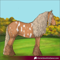 Horse Color:Chestnut Appaloosa 