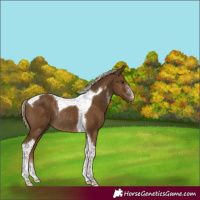 Horse Color:Chocolate Palomino Sabino Tobiano Rabicano