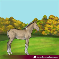 Horse Color:Silver Buckskin Dun Sabino Tobiano Rabicano 