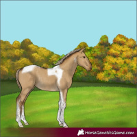 Horse Color:Chocolate Palomino Dun Tobiano Rabicano 