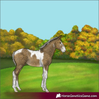 Horse Color:Silver Buckskin Dun Sabino Tobiano Rabicano 