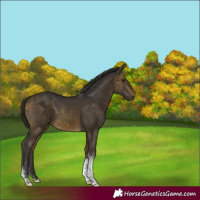 Horse Color:Buckskin Sabino Tobiano Rabicano 