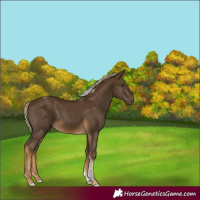 Horse Color:Chocolate Palomino Tobiano Rabicano 