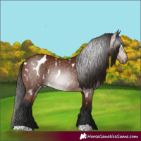 Horse Color:Gray Bay Appaloosa