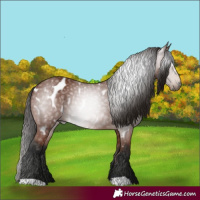 Horse Color:Gray Bay Appaloosa