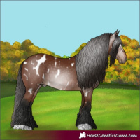 Horse Color:Gray Bay Appaloosa 