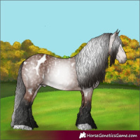 Horse Color:Gray Bay Appaloosa 