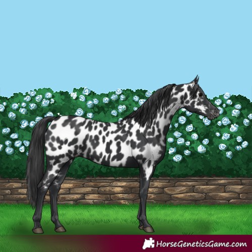 Horse Color:Black Near Leopard Rabicano 