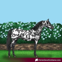 Horse Color:Black Near Leopard Rabicano 