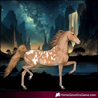 Horse Color:Chestnut Appaloosa 