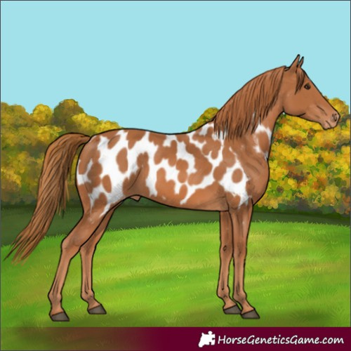 Horse Color:Chestnut Near Leopard 