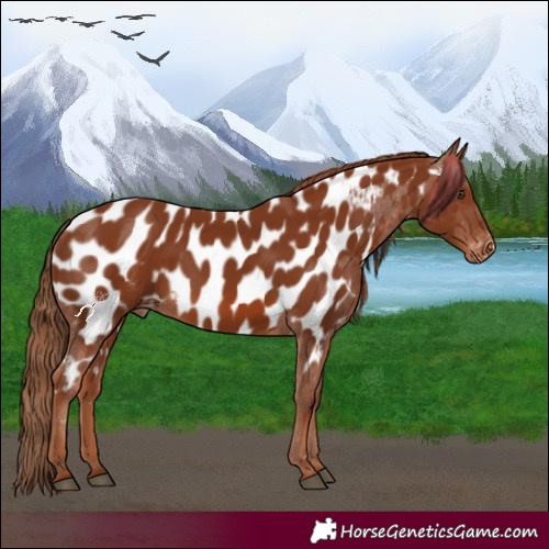 Horse Color:Chestnut Appaloosa 