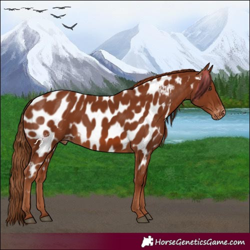 Horse Color:Chestnut Near Leopard 