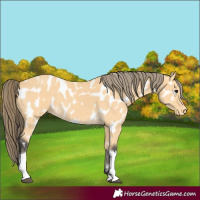 Horse Color:Buckskin Tobiano Appaloosa 