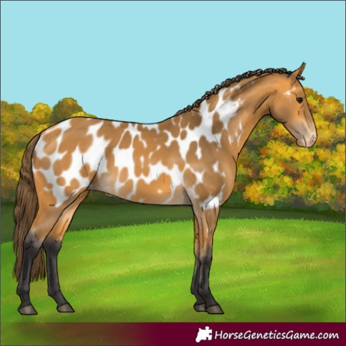 Horse Color:Buckskin Appaloosa