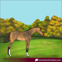 Horse Color:Buckskin Tobiano 