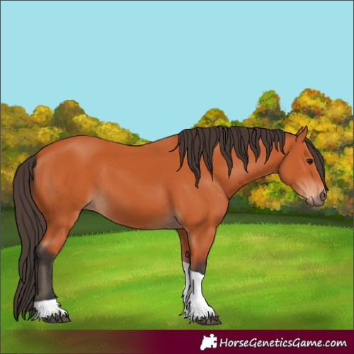 Horse Color:Unknown 