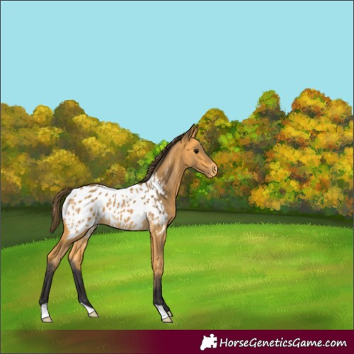Horse Color:Buckskin Near Leopard