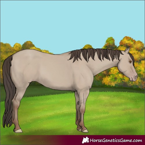 Horse Color:Classic Champagne Dun 