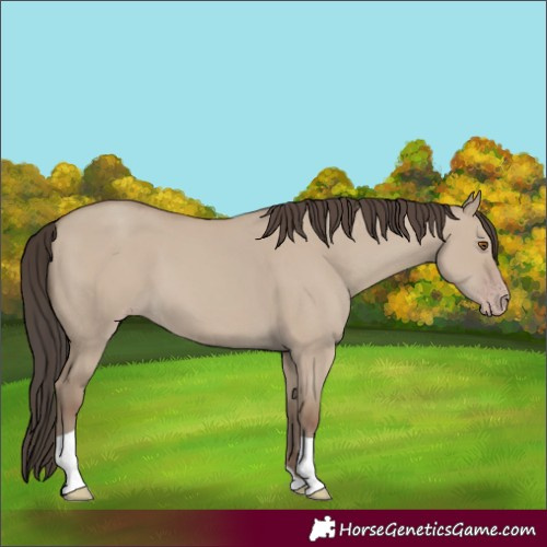 Horse Color:Classic Champagne Dun Tobiano 