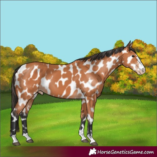 Horse Color:Bay Near Leopard 