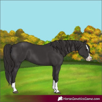 Horse Color:Smoky Black Splash