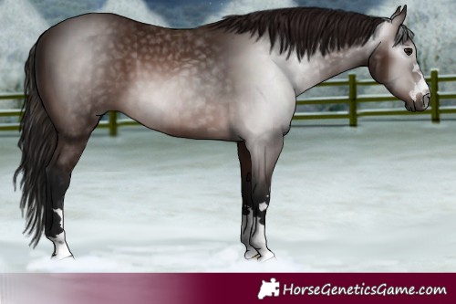 Horse Color:Gray Bay 