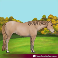 Horse Color:Black Pearl