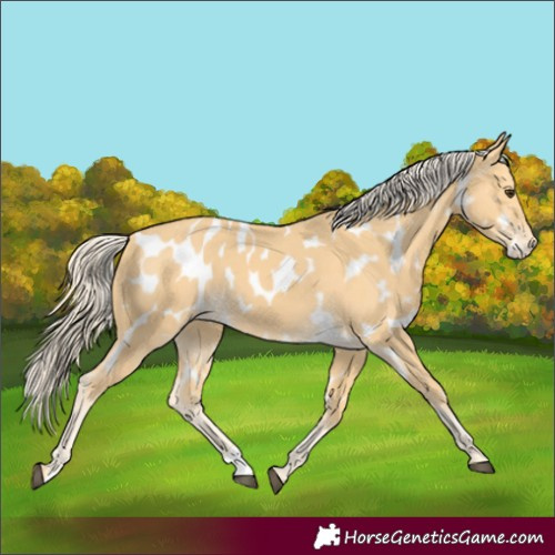 Horse Color:Palomino Appaloosa
