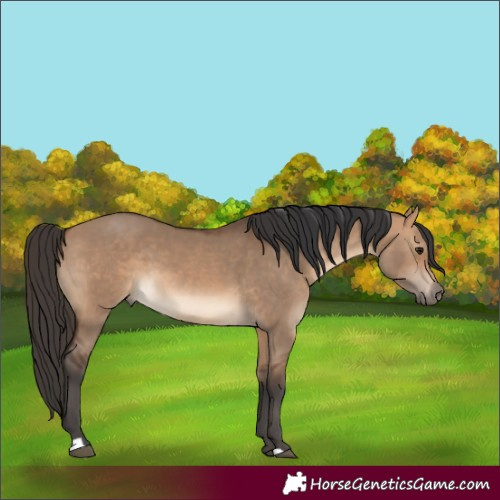 Horse Color:Bay Dun 
