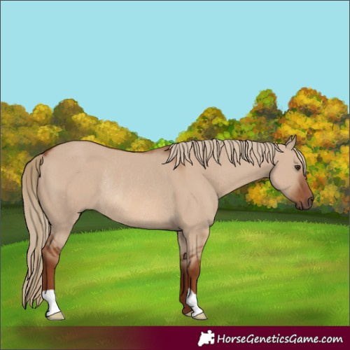 Horse Color:Red Dun Rabicano 
