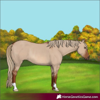 Horse Color:Red Dun Rabicano