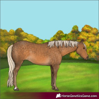 Horse Color:Chocolate Palomino