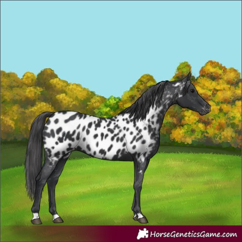 Horse Color:Black Near Leopard 