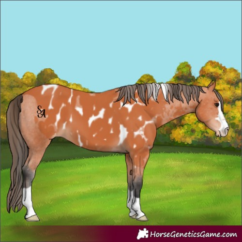 Horse Color:Bay Skewed Appaloosa