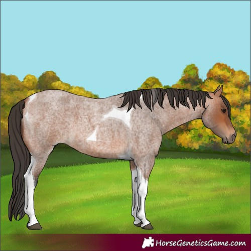 Horse Color:Bay Roan Tobiano 