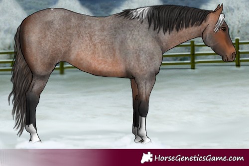Horse Color:Bay Roan Tobiano 