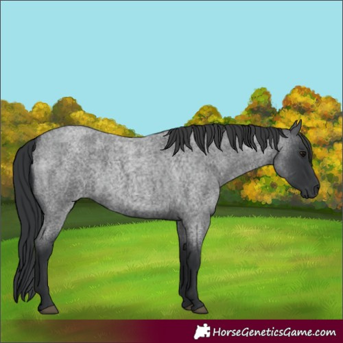 Horse Color:Blue Roan 