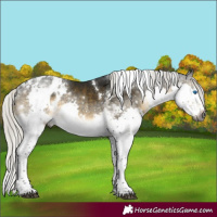 Horse Color:Gray White Spotted Silver Buckskin Mushroom Splash Tobiano Skewed Appaloosa Rabicano 