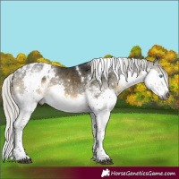 Horse Color:Gray White Spotted Silver Buckskin Mushroom Splash Tobiano Skewed Appaloosa Rabicano 