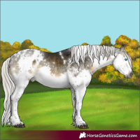 Horse Color:Gray White Spotted Silver Buckskin Mushroom Splash Tobiano Skewed Appaloosa Rabicano