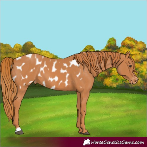 Horse Color:Chestnut Appaloosa