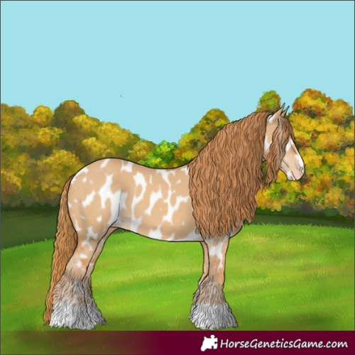 Horse Color:Red Dun Near Leopard 