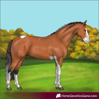 Horse Color:Bay Splash Tobiano