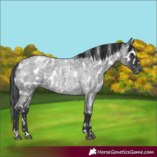 Horse Color:Blue Roan Appaloosa 