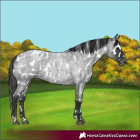 Horse Color:Blue Roan Appaloosa 