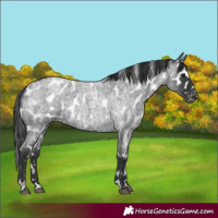 Horse Color:Blue Roan Appaloosa 