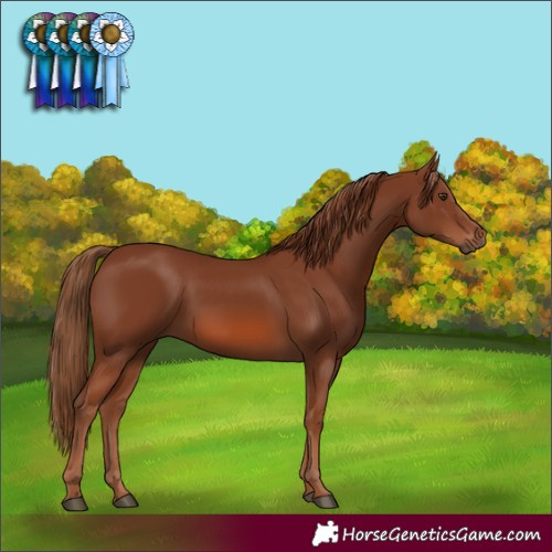 Horse Color:Chestnut 