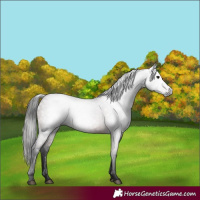Horse Color:Gray Bay 
