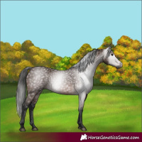 Horse Color:Gray Bay 
